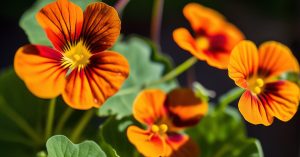 Jak długo wschodzi nasturcja? Uprawa i siew pnących kwiatów jadalnych.