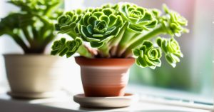 Kwiat kalanchoe po przekwitnięciu: co dalej? Pełen poradnik!